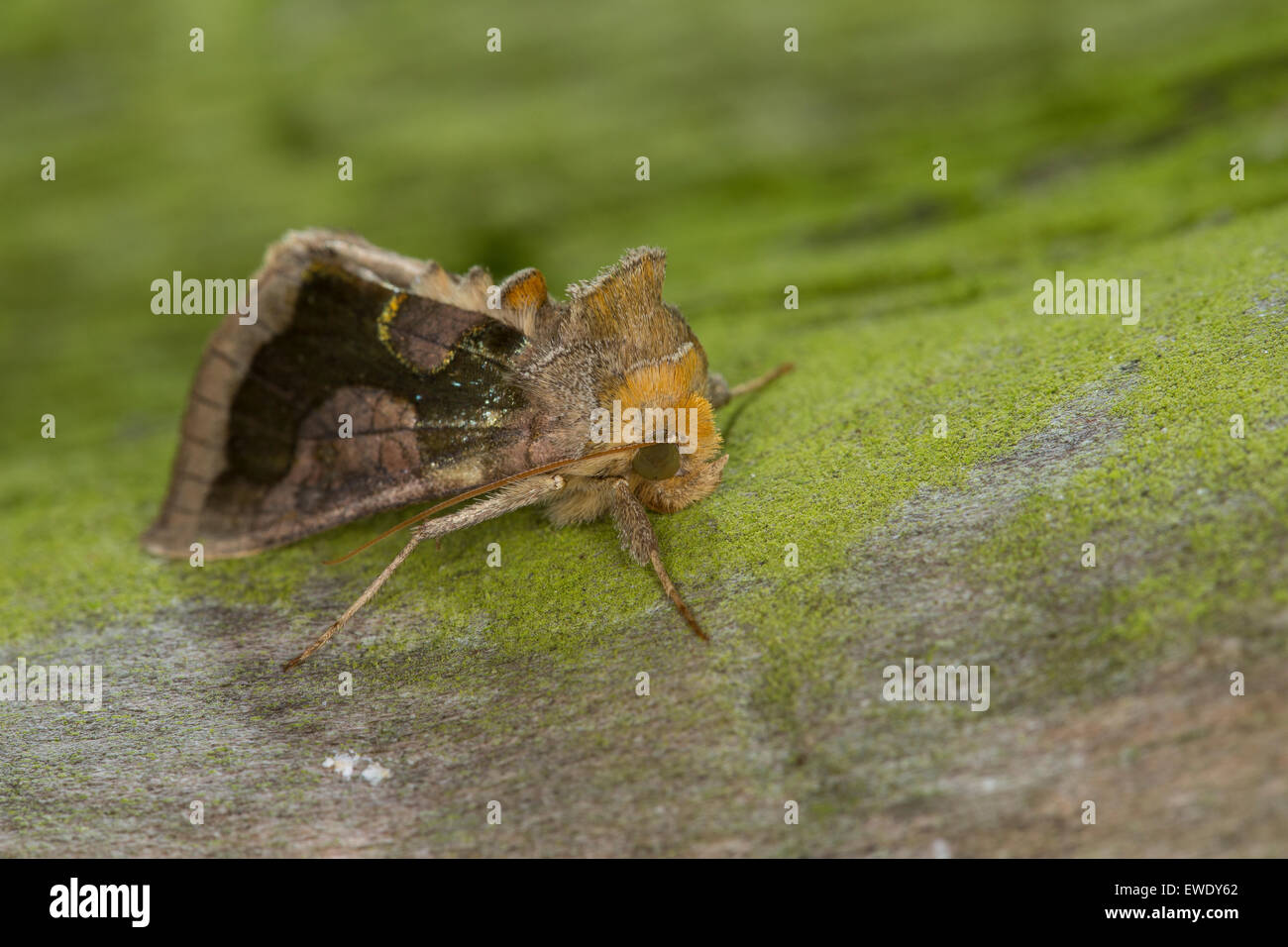 Burnished brass, Messingeule, Messing-Eule, Diachrysia chrysitis, Plusia chrysitis, Phytometra chrysitis, Eulenfalter, Noctuidae Stock Photo