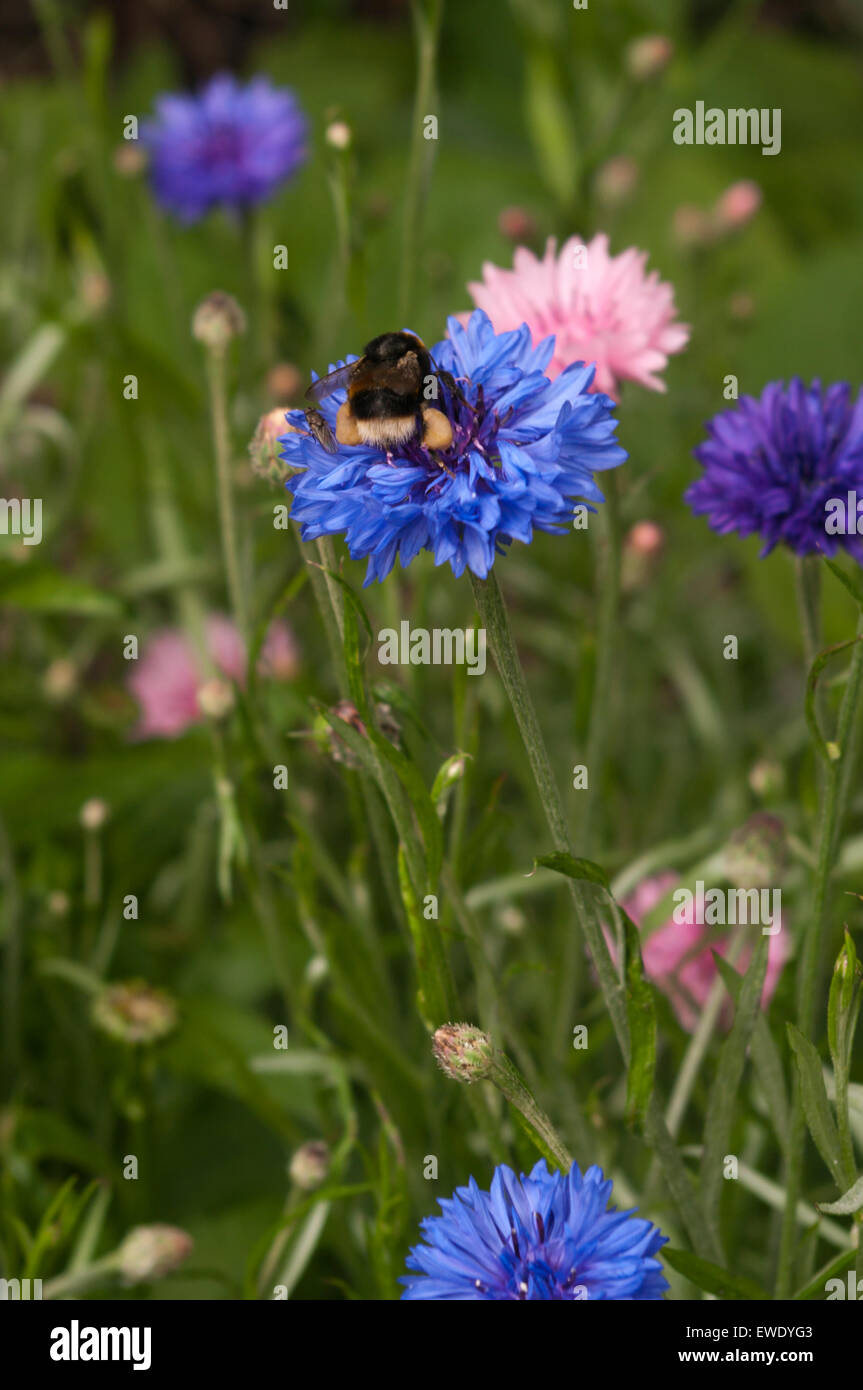 Bee Collecting Pollen On A Cornflower Stock Photo