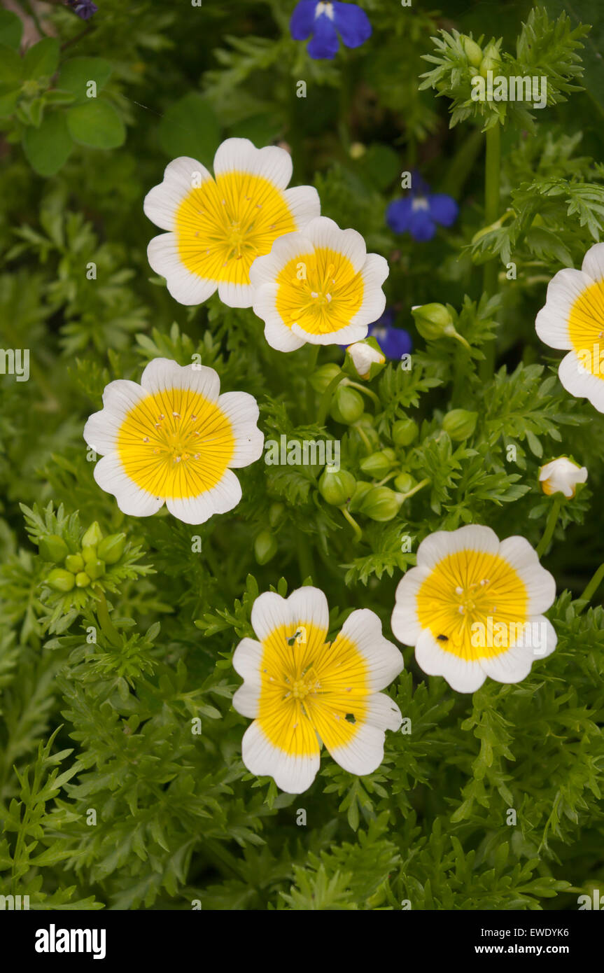 Poached Egg Plant Limnanthes douglasii Stock Photo Alamy