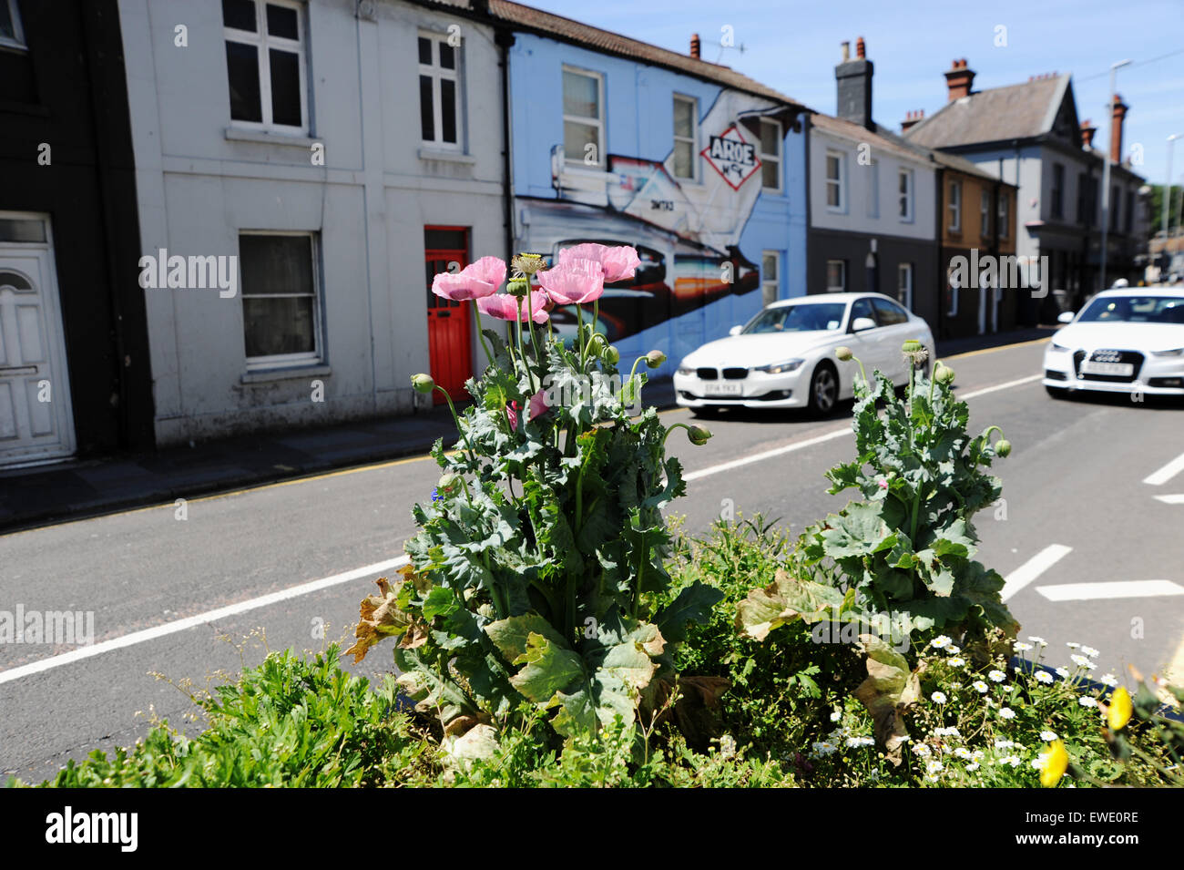 Brighton, UK. 24th June, 2015. The controversial traffic calming plant pots in Viaduct Road Brighton are now bursting into life with wild flowers including poppies coming into flower The four planters caused a major stir when they were introduced by the city council back in February and were branded as dangerous by both drivers and local residents Stock Photo
