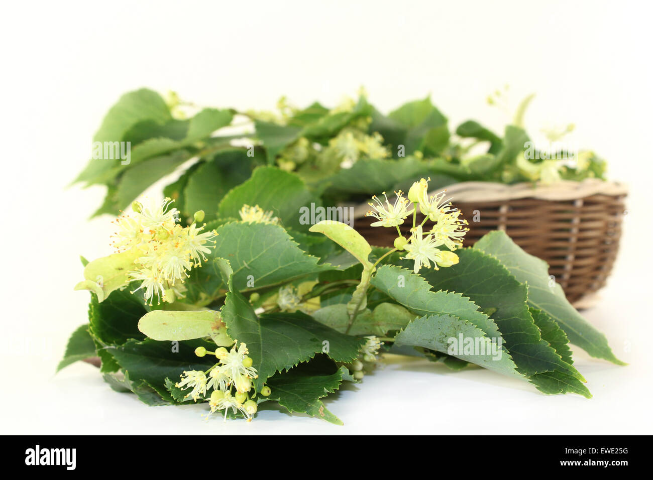 Linden flowers and leaves on a bright background Stock Photo