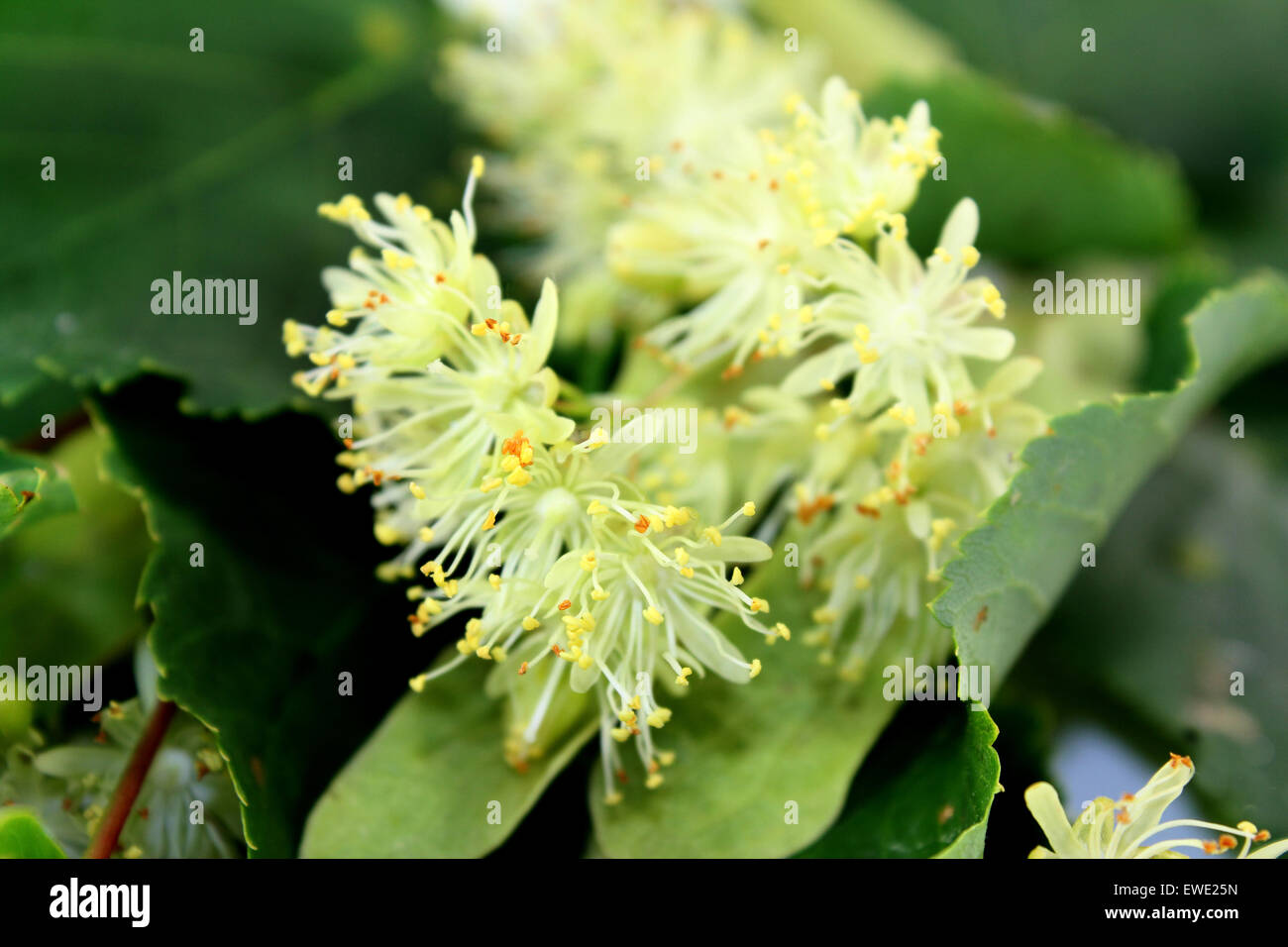 a macro shot of lime blossom and leaves Stock Photo
