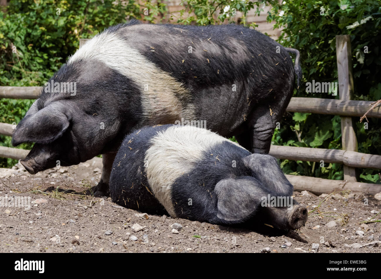 Wessex Saddleback pigs at the Mudchute Park and Farm, London England United Kingdom UK Stock Photo