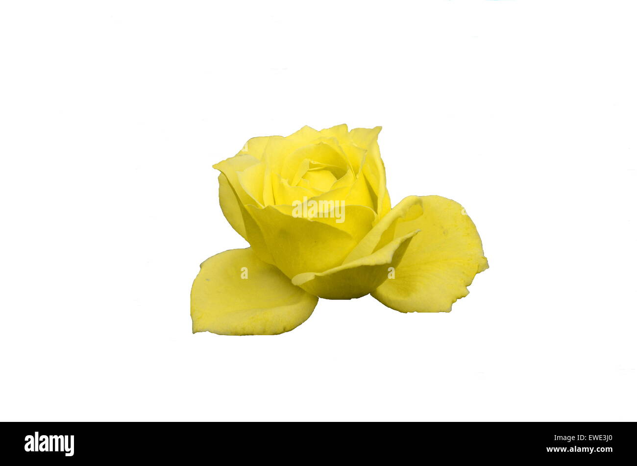 Yellow rose Stock Photo Alamy