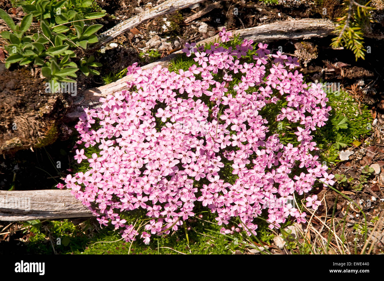 Flora of the Bernese Oberland, Switzerland - Alpine Rock Jasmine Stock Photo