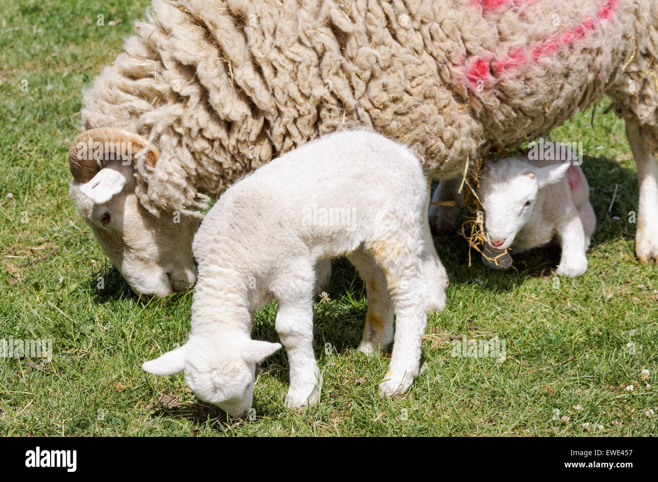 sheep with two lambs on pasture Stock Photo