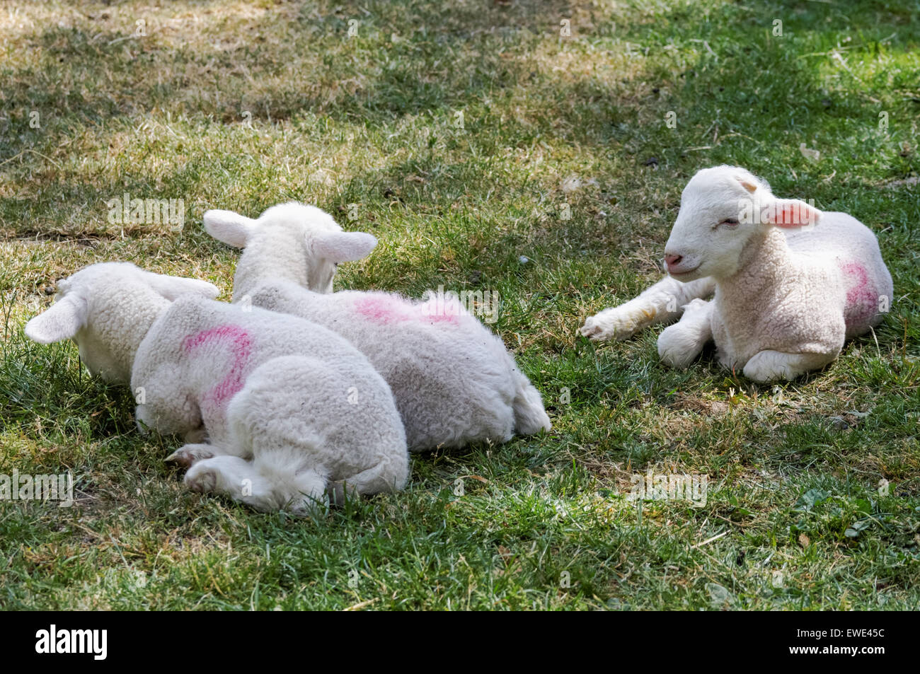 baby lambs, lambkins on a grass Stock Photo