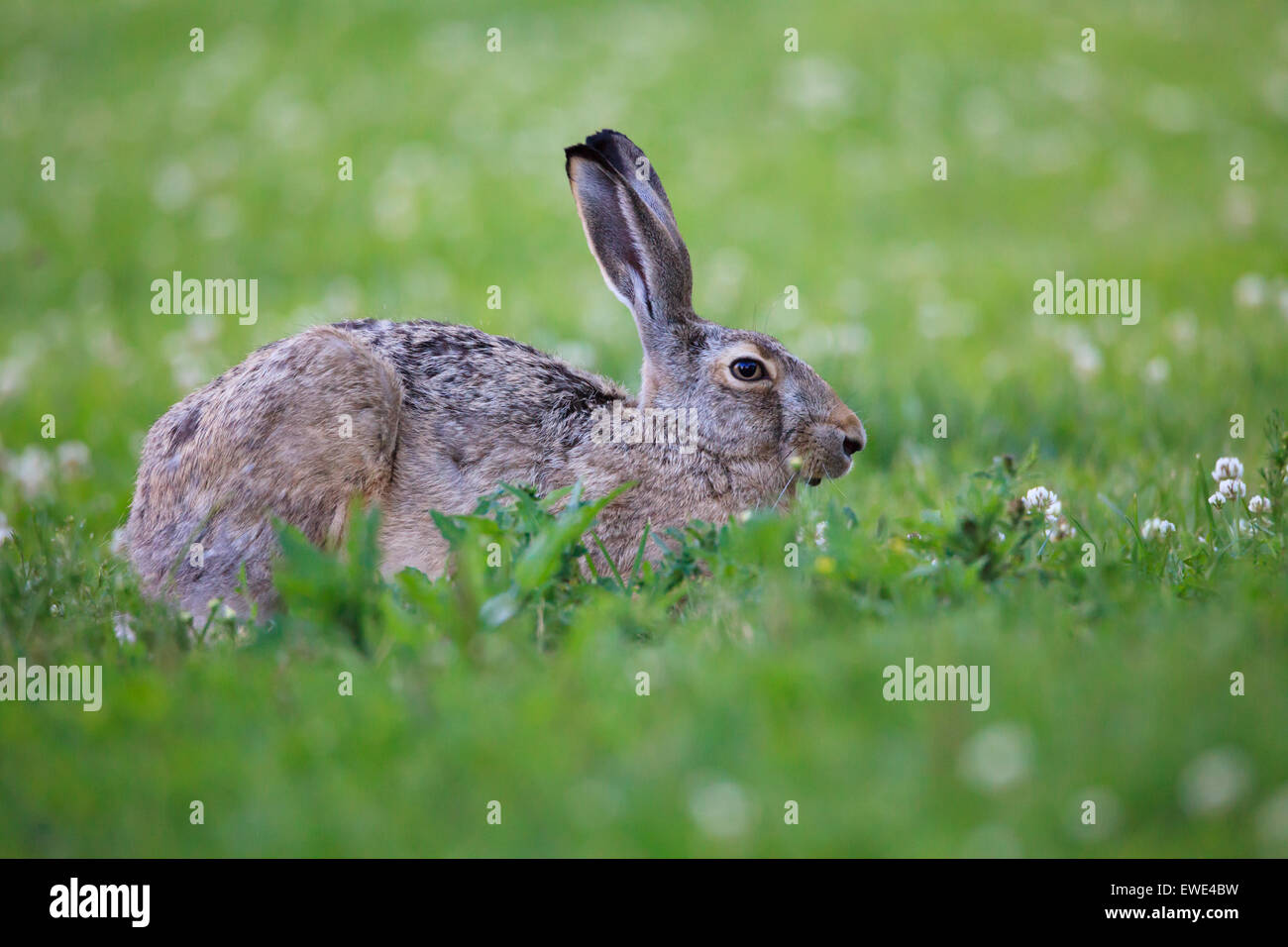 Rabbit lying down on a grass Stock Photo Alamy
