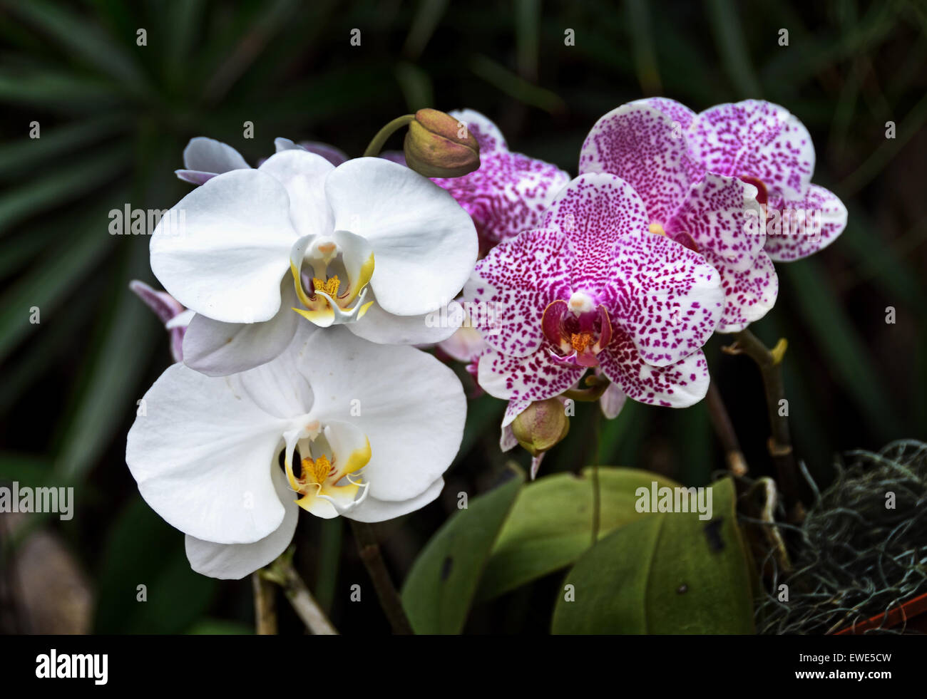 China Shanghai orchid orchids flower flowers organic botanic Chinese garden Stock Photo