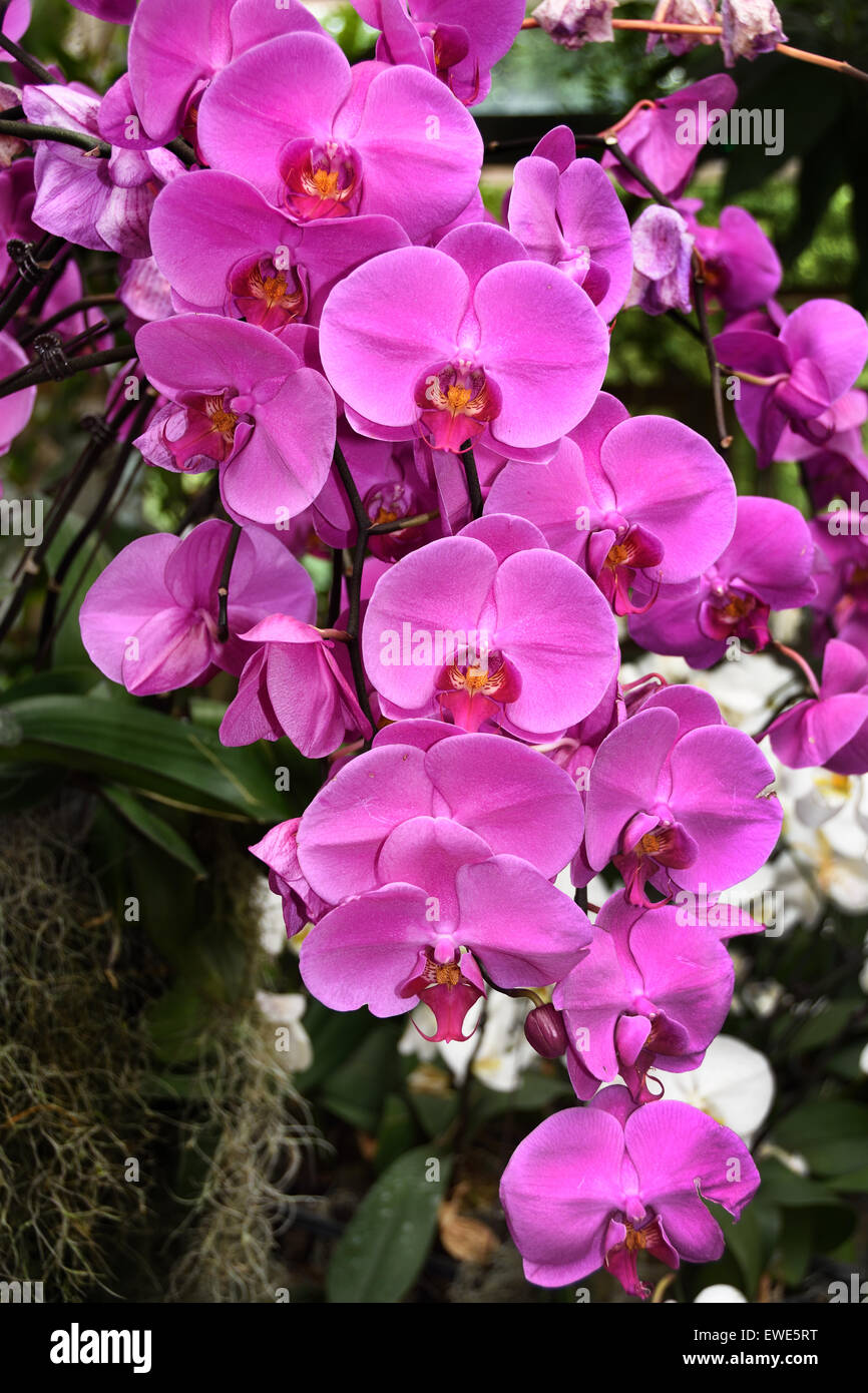 China Shanghai orchid orchids flower flowers organic botanic Chinese garden Stock Photo