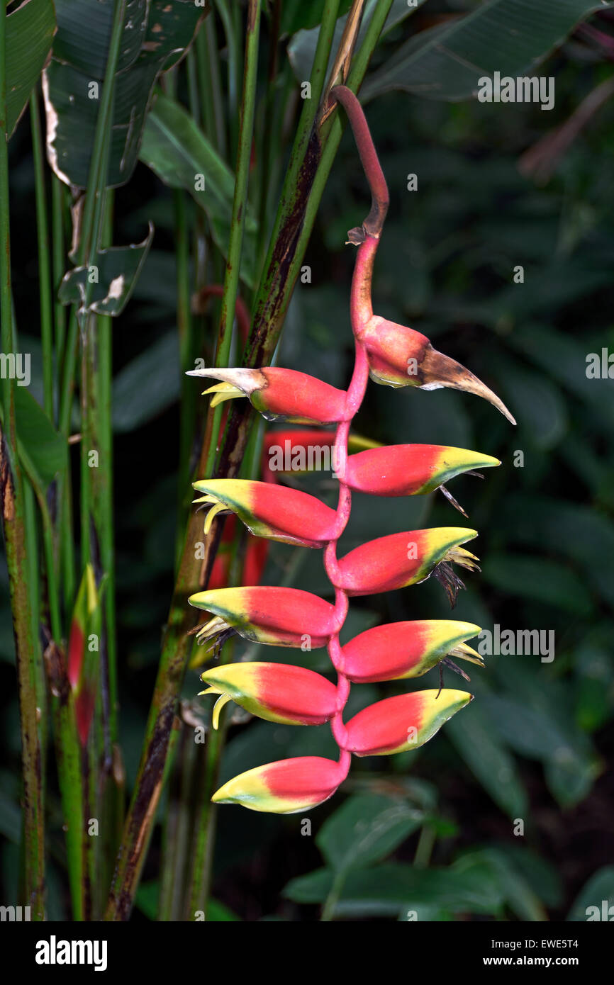 Orchids of garden hires stock photography and images Alamy