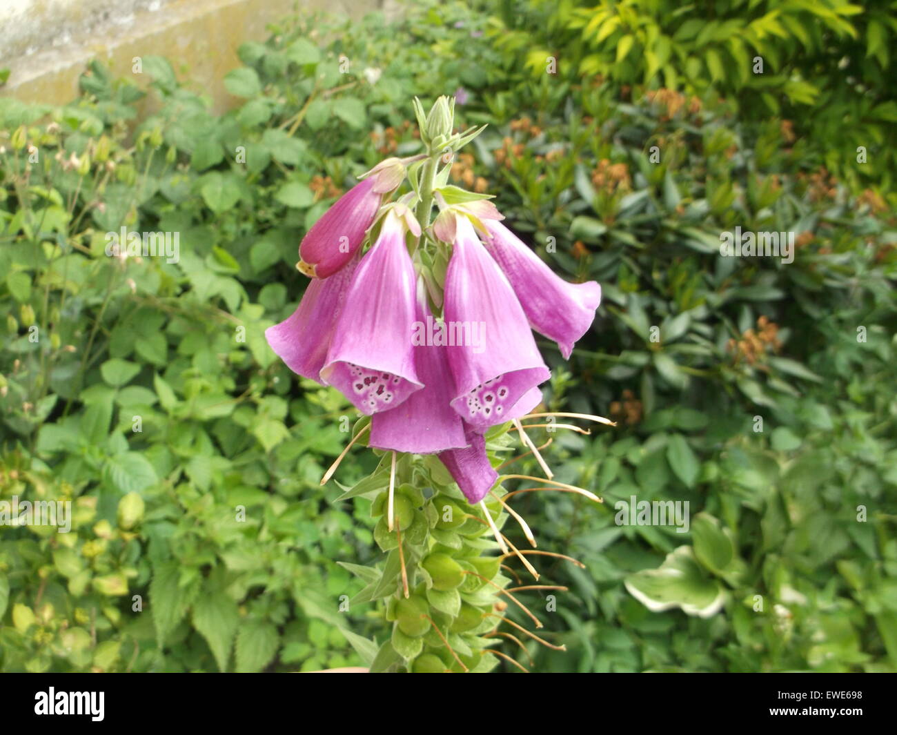 Foxglove. Early Summer. Pink coloured flowers. Stock Photo
