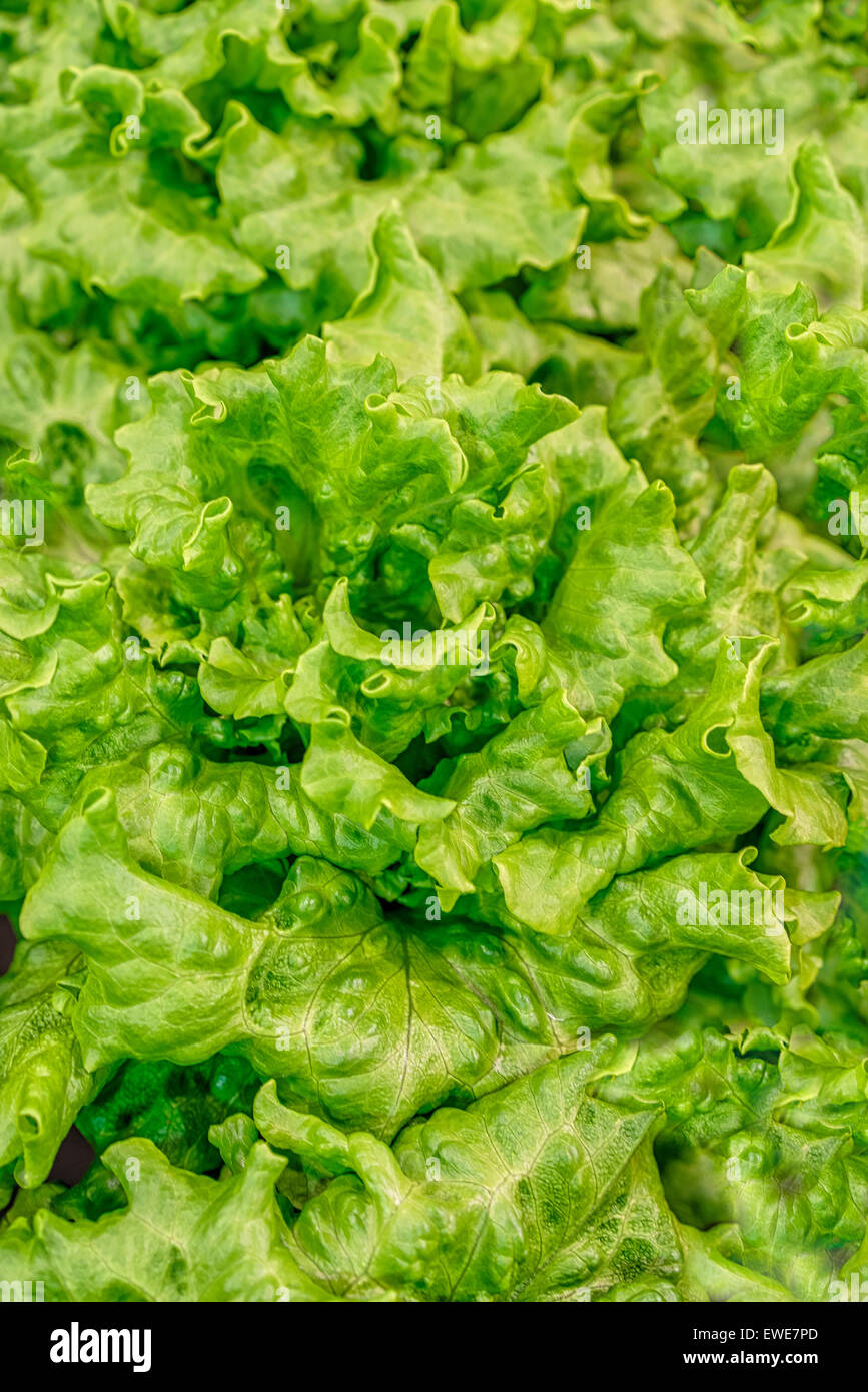 Lettuce growing in a greenhouse. The greenhouse uses geothermal energy