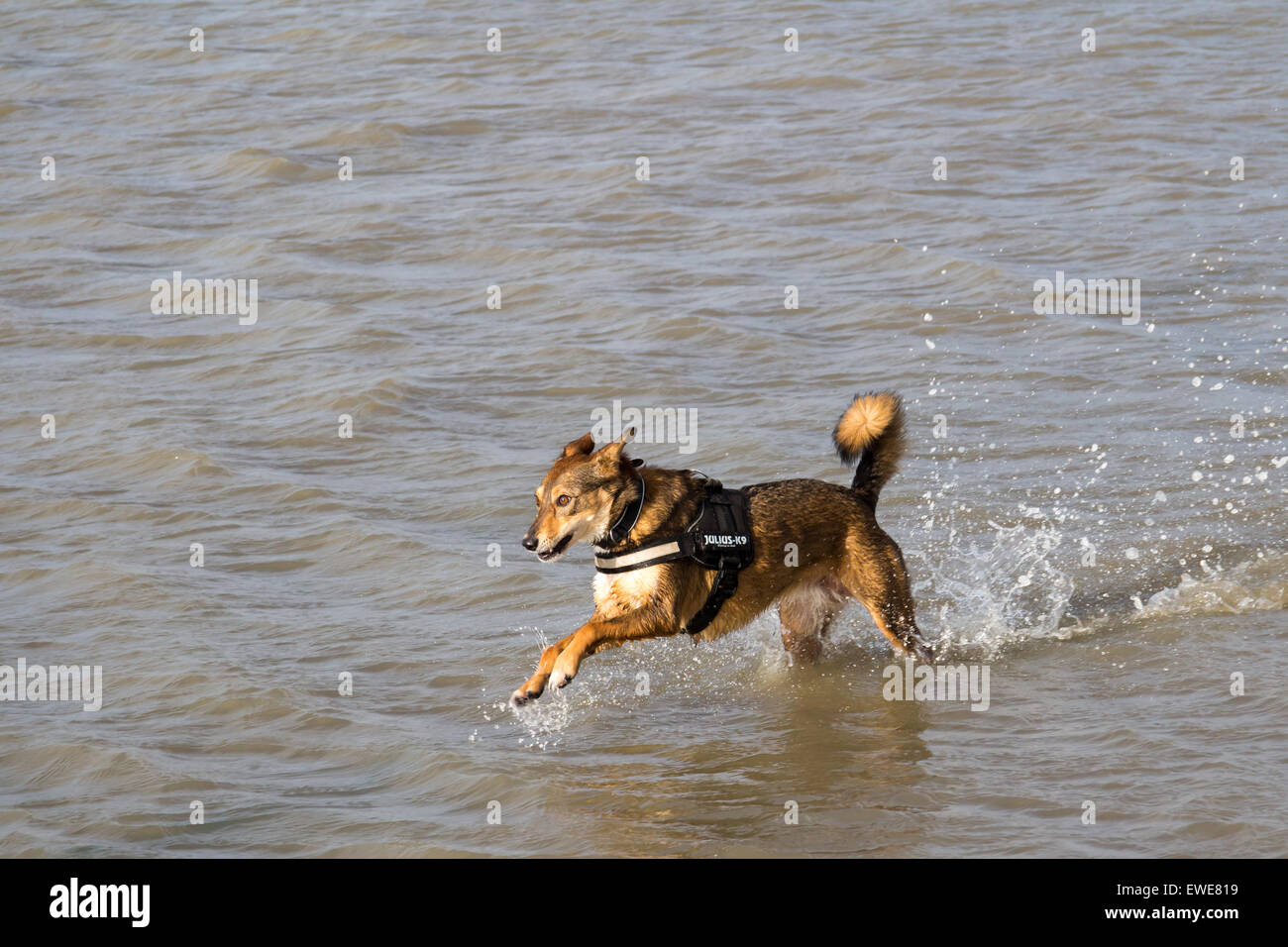 Emden, Germany, a Mischlingshuendin runs through the waters of the North Sea Stock Photo