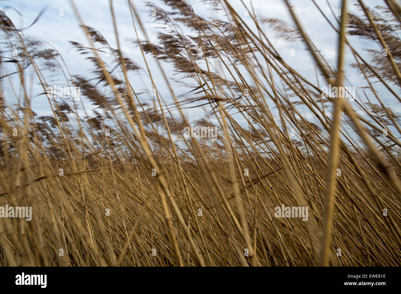 Krummhoern, Germany, reed moves in the wind Stock Photo
