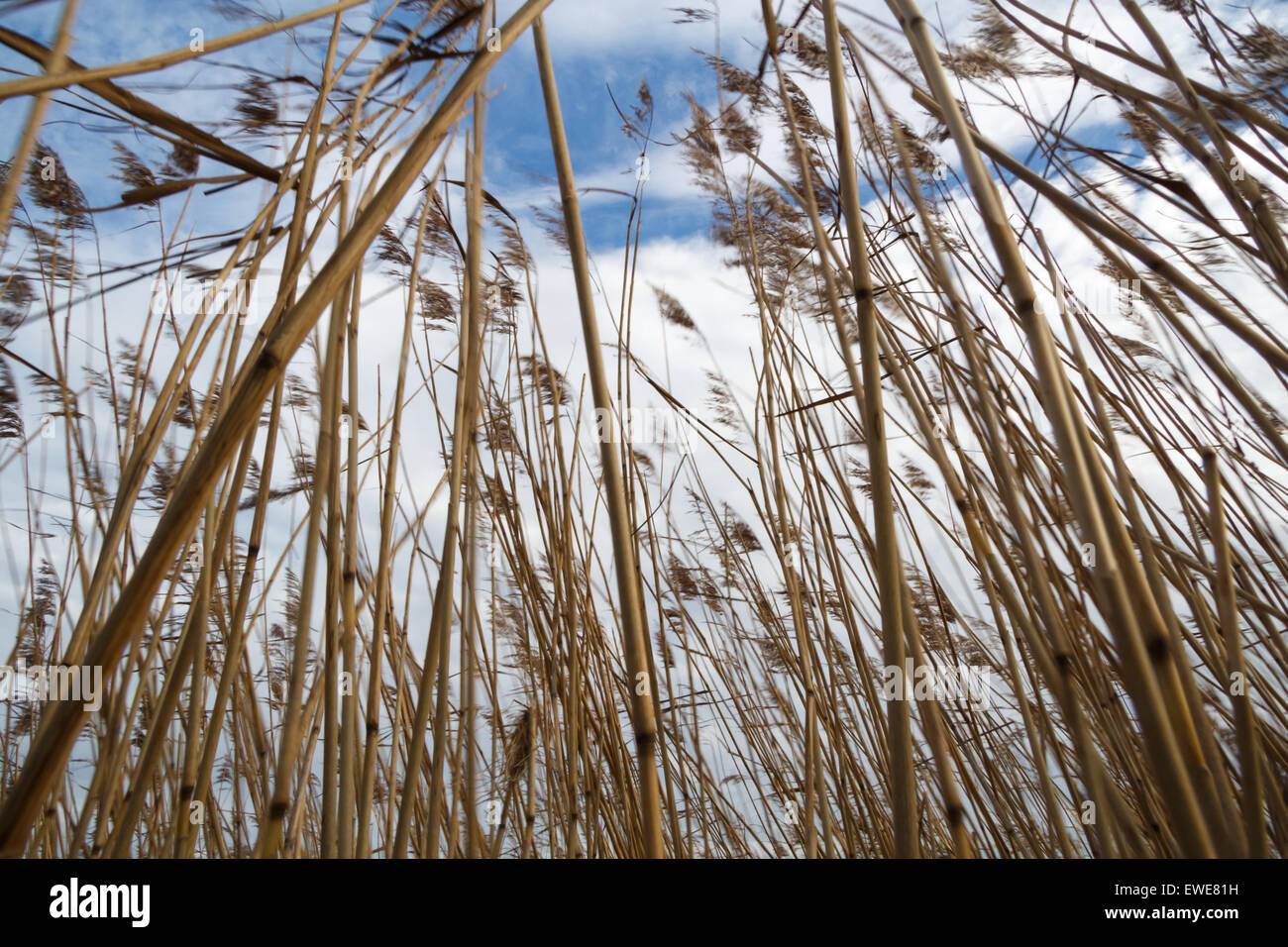 Krummhoern, Germany, reed moves in the wind Stock Photo