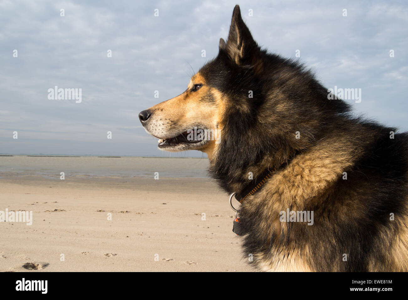 Emden, Germany, a Husky Sheepdog mix the North Sea beach Stock Photo