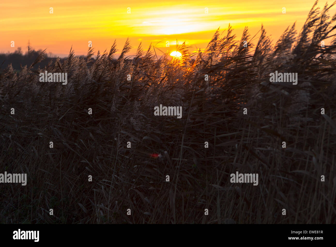 Hinte, Germany, sunset behind her in the wind moving reeds Stock Photo