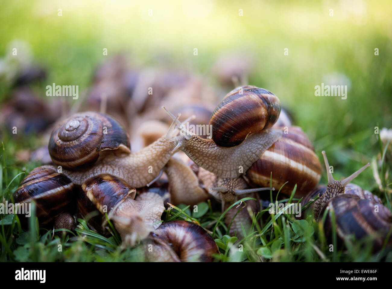 Garden snails group hires stock photography and images Alamy
