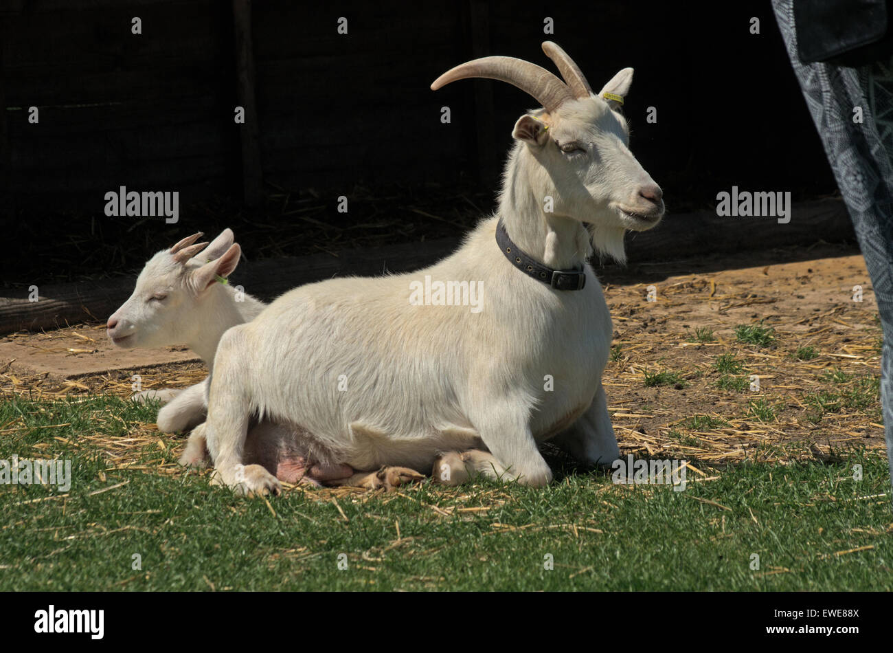 Saanen goats: photos, description and characteristics of the breed 47 Saanen goats: photos, description and characteristics of the breed 65