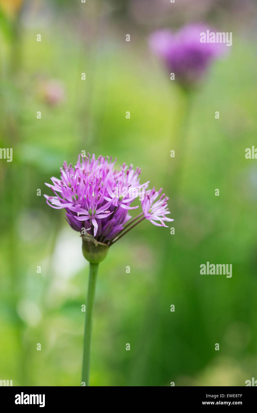 Small Allium flower opening in an English garden Stock Photo