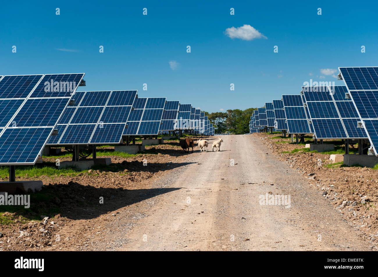 Solar farm in Cumbria. Panels cover over 80 acres of land to produce green energy on Pasture Farm near Aspatria. UK Stock Photo