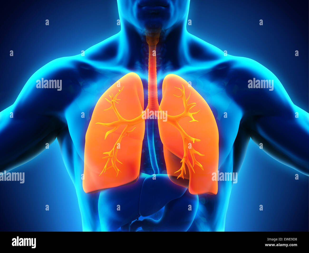 Human Respiratory System Stock Photo