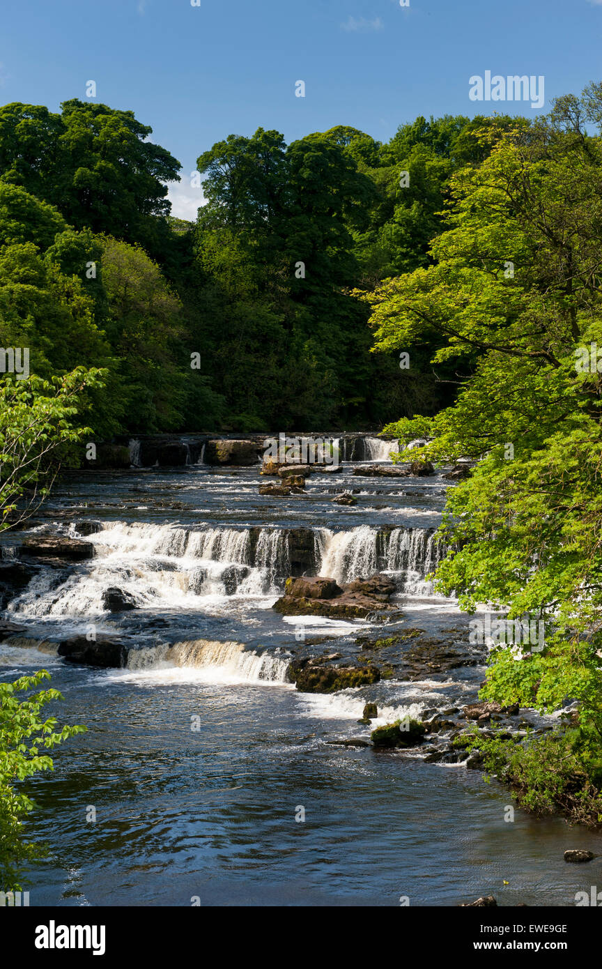 Aysgarth Falls in the Yorkshire Dales National Park on the River Ure in Wensleydale, UK. Stock Photo