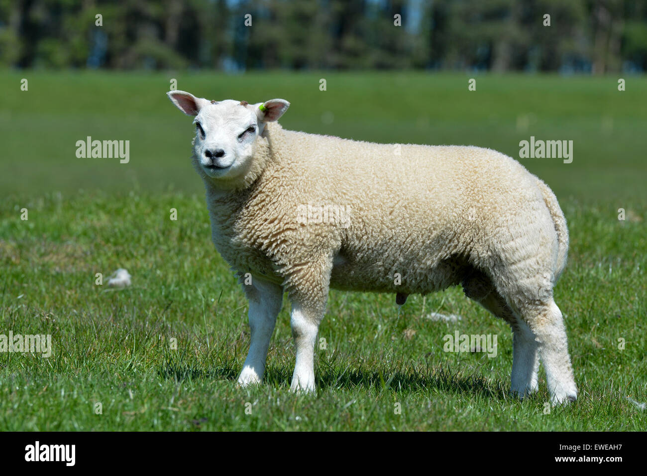 Beltex ram lamb in pasture, Cumbria, UK Stock Photo - Alamy