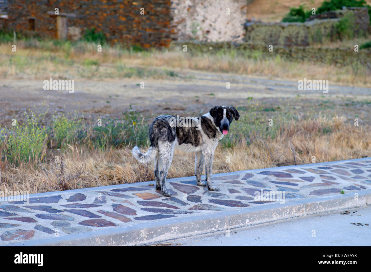 Spain stray dog hires stock photography and images Alamy