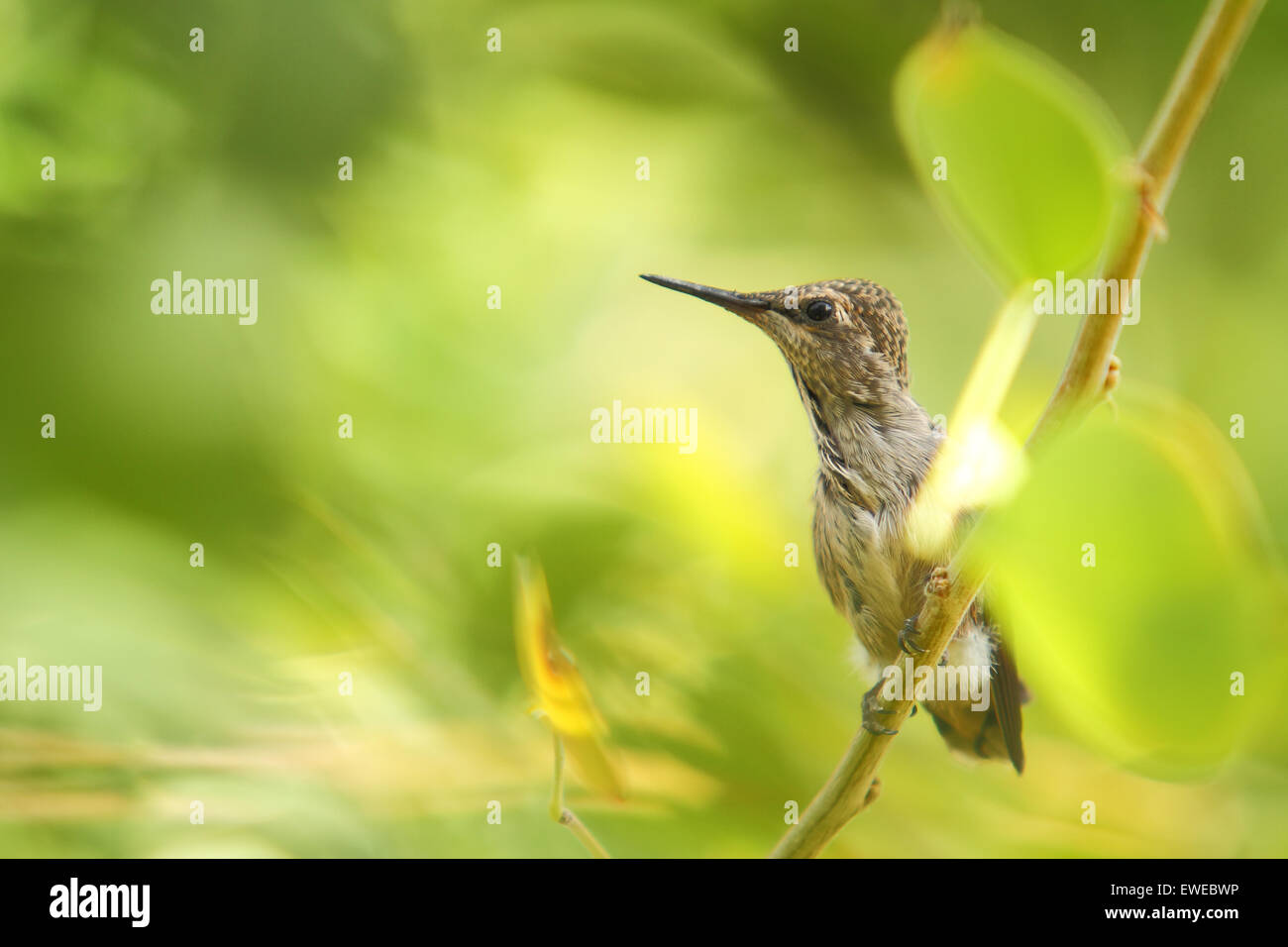 North American hummingbirds raising young fledglings in a nest Stock Photo