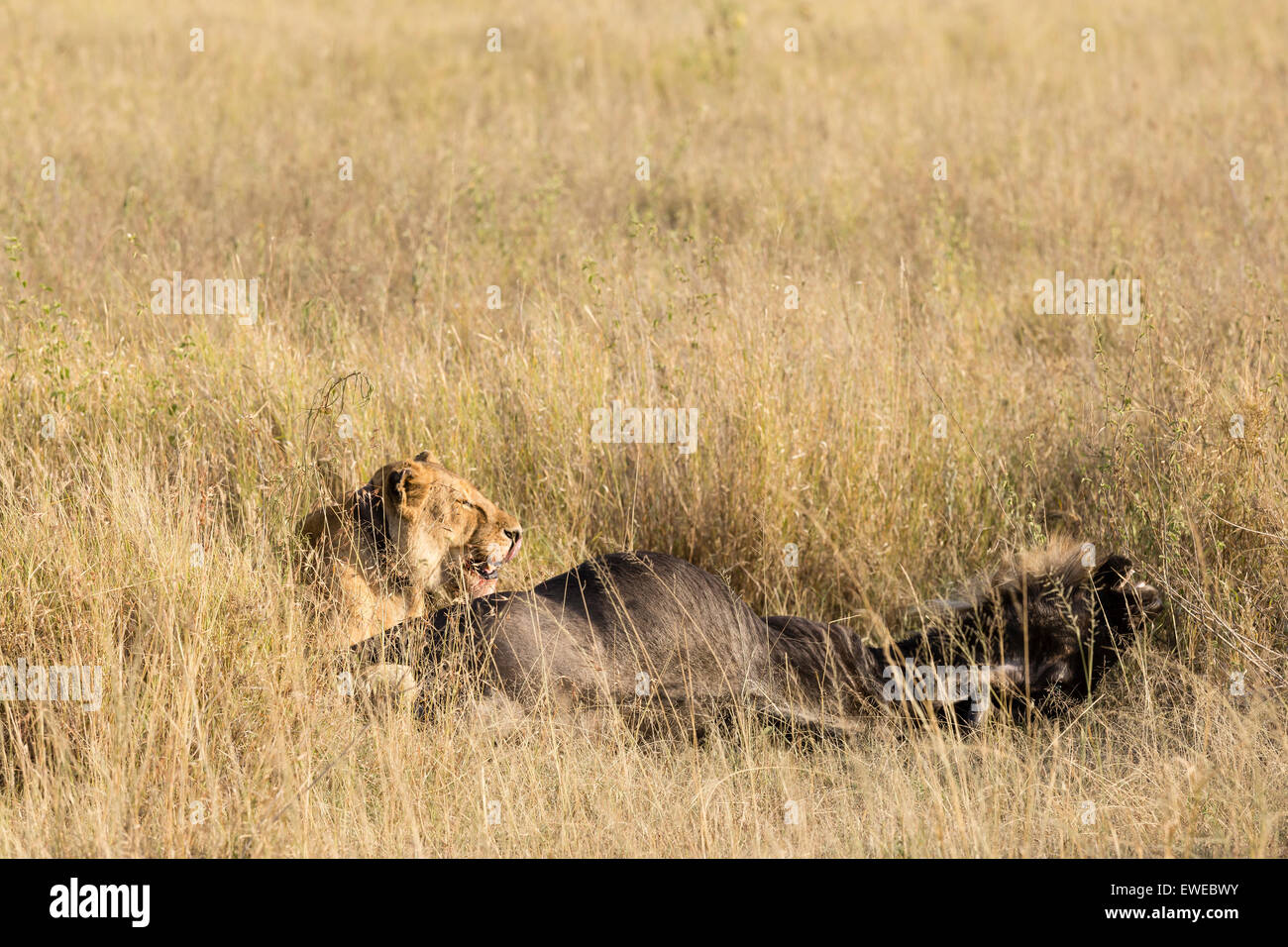 Lion (Panthera leo) feeding on a Wildebeest (Connochaetes taurinus) in the Serengeti Tanzania Stock Photo