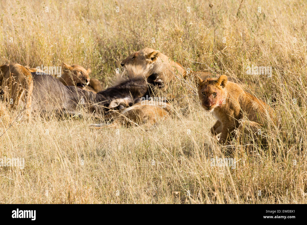 Pride of lions (Panthera leo) feeding on a Wildebeest (Connochaetes taurinus) in the Serengeti Tanzania Stock Photo