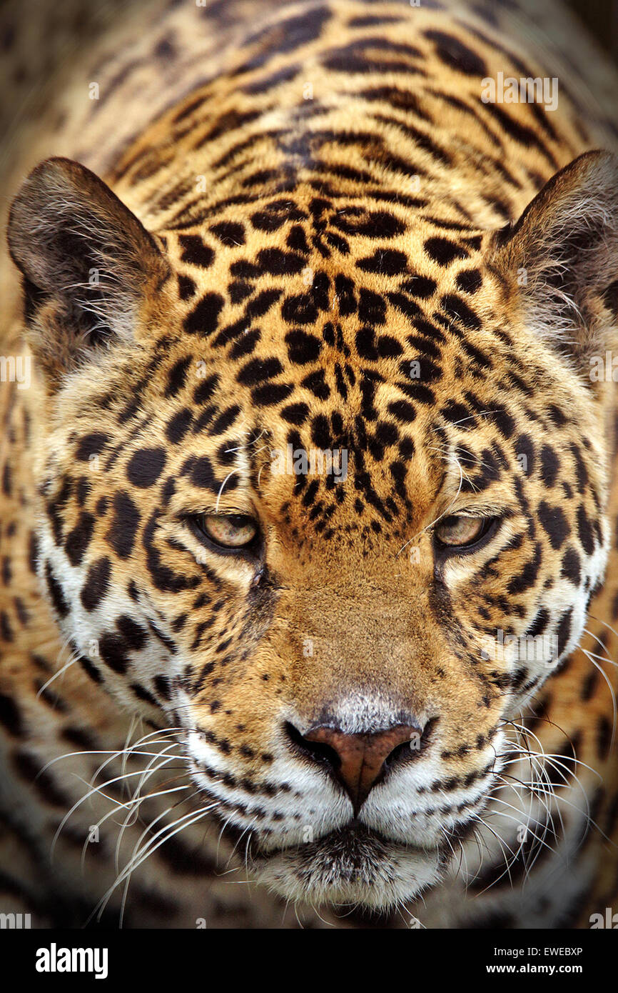 Jaguar Face High Resolution Stock Photography And Images Alamy