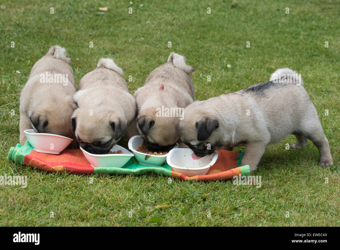 Pug puppies 9 weeks old Stock Photo