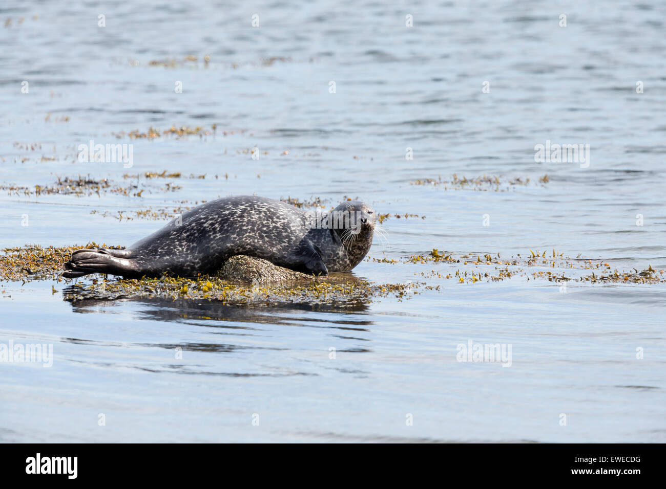 A common seal (Phoca vitulina) rests on a rock in a sea loch in Shetland Scotland UK Stock Photo