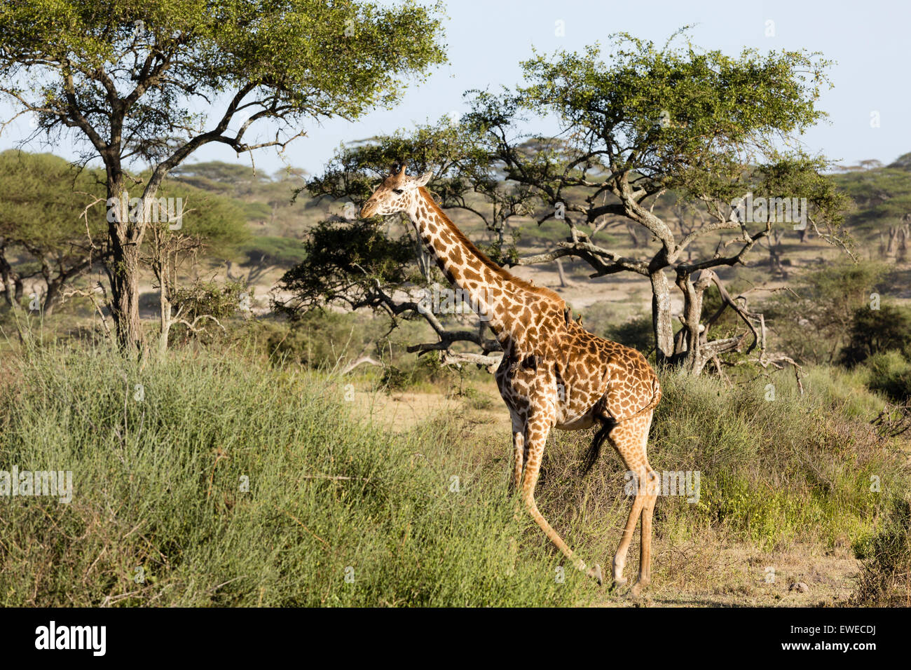 Masai Giraffe (Giraffa camelopardalis) walking through woodland in the Serengeti Tanani Stock Photo