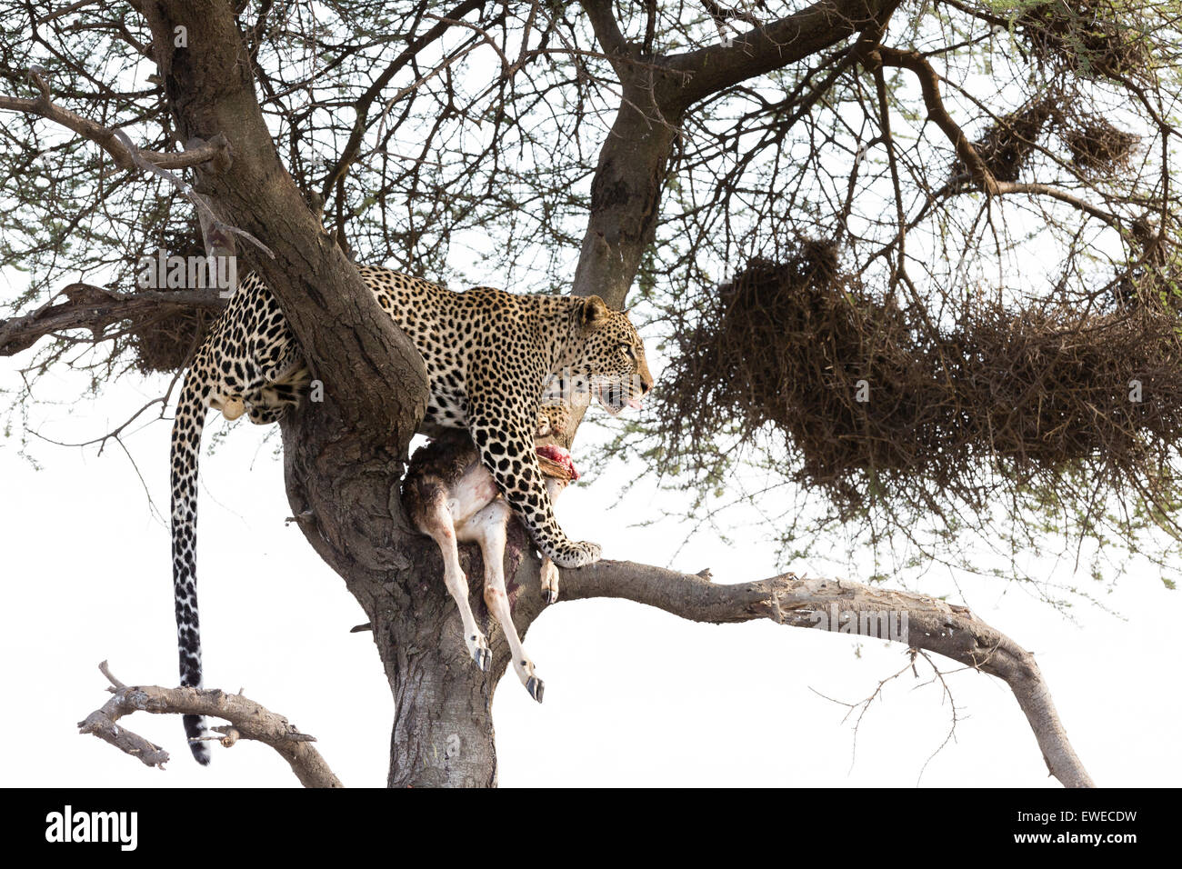 A Leopard (Panthera pardus) with juvenile wildebeest prey in a tree Serengeti Tanzania Stock Photo