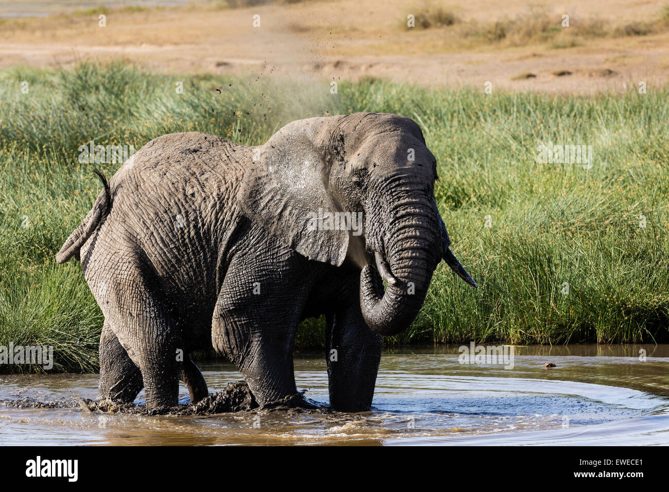 Elephant (Loxodonta africana) bathing in a drinking hole in Ndutu Tanzania Stock Photo