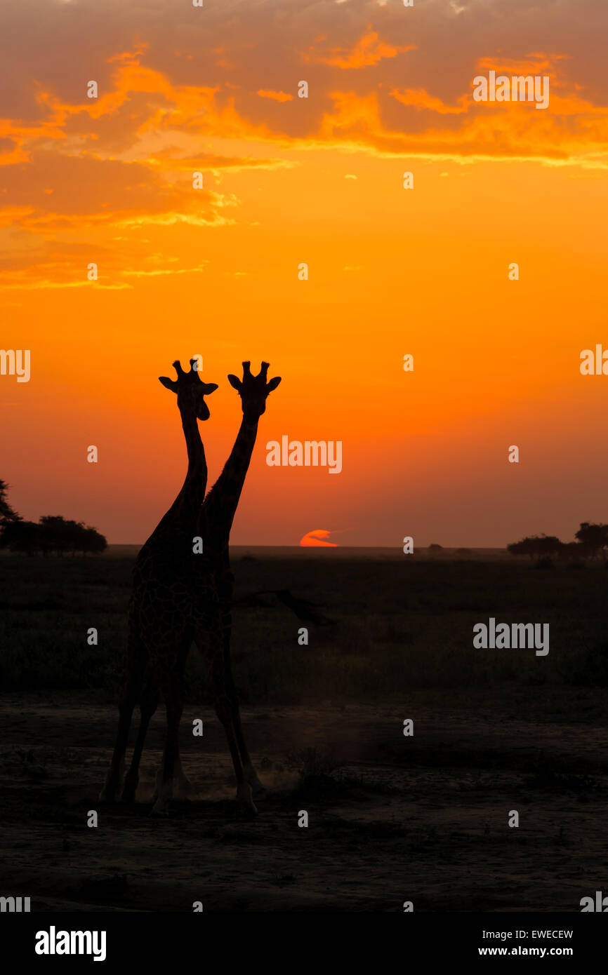 Masai Giraffe (Giraffa camelopardalis) at sunset in the Serengeti Tanzania Stock Photo