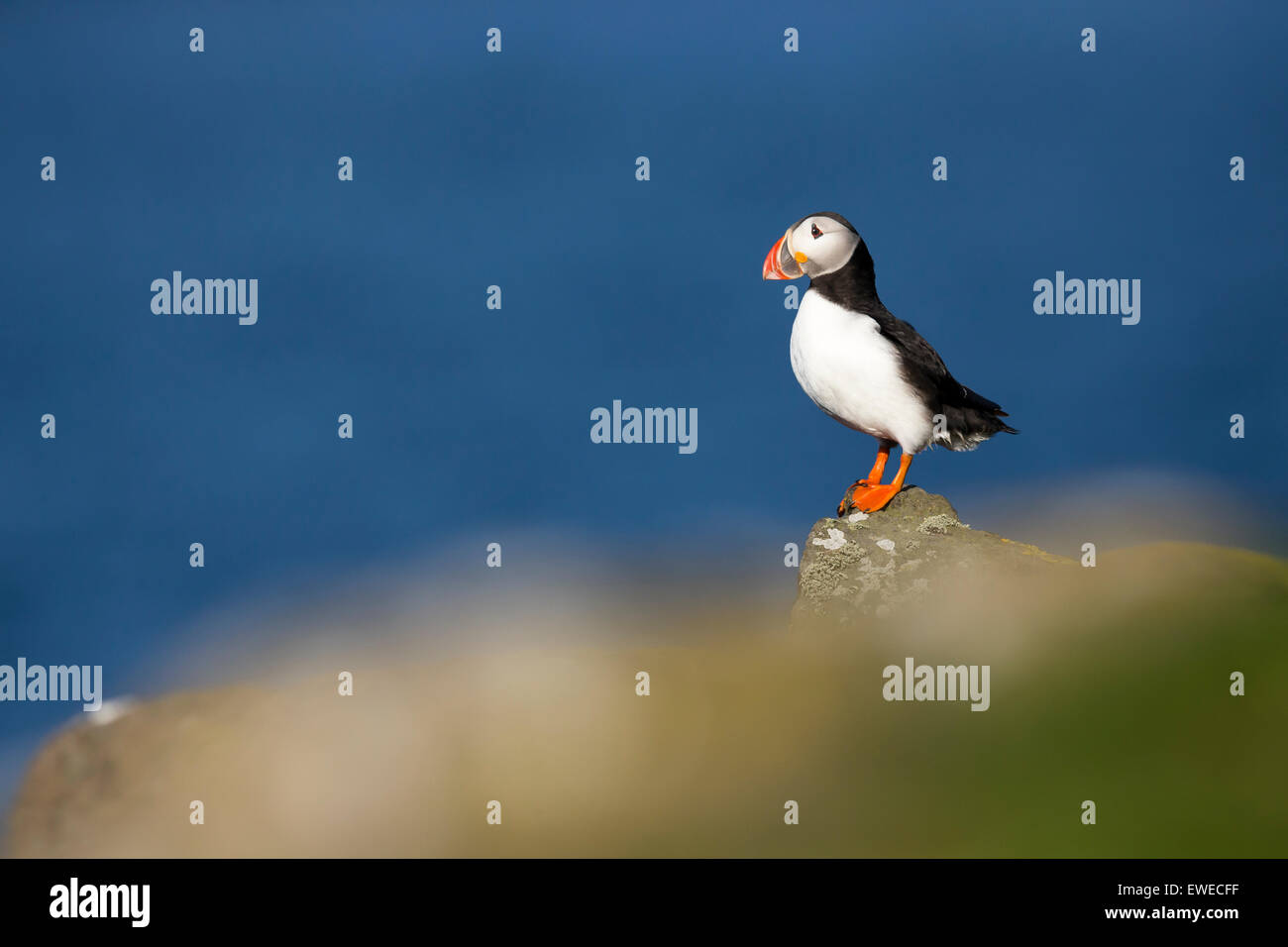 A puffin stands on a rock against a dark blue sea on the isle of May, Scotland UK Stock Photo
