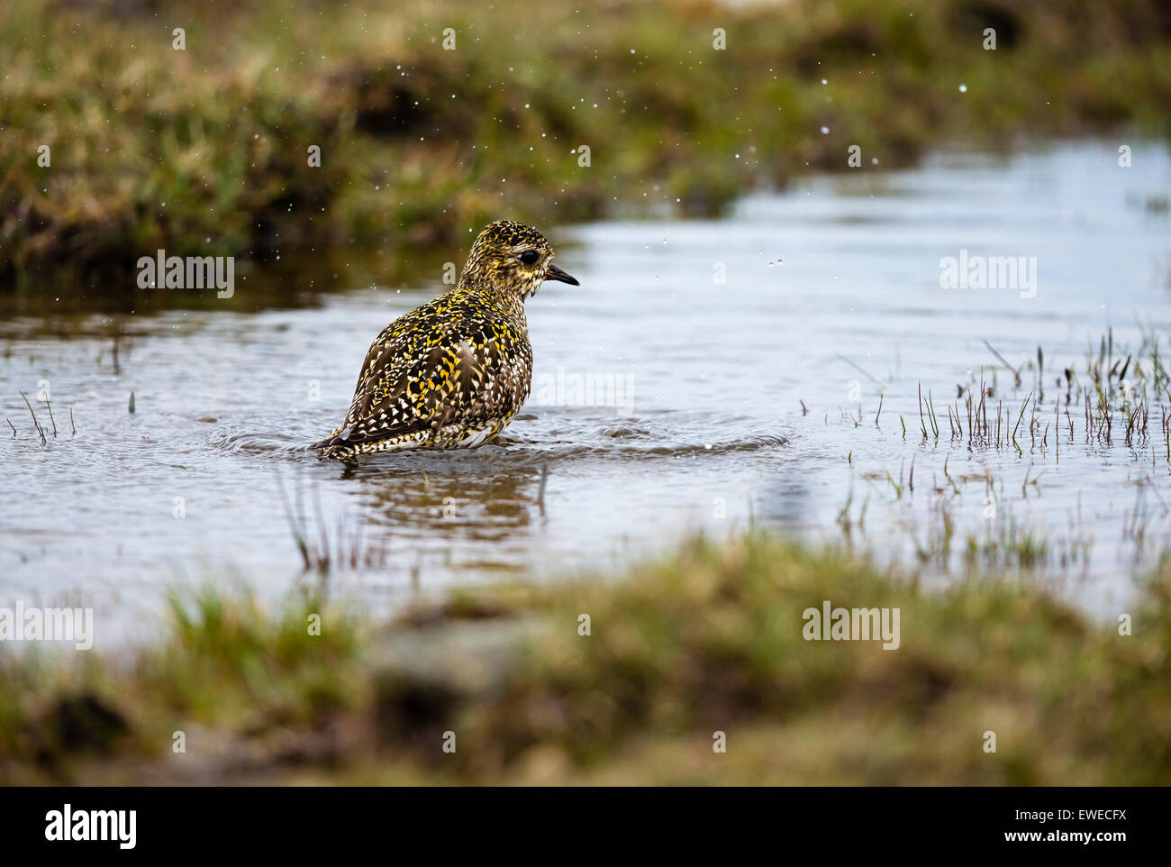 A golden plover (Pluvialis apricaria) bathes in a moorland pool in Shetland Scotland UK Stock Photo
