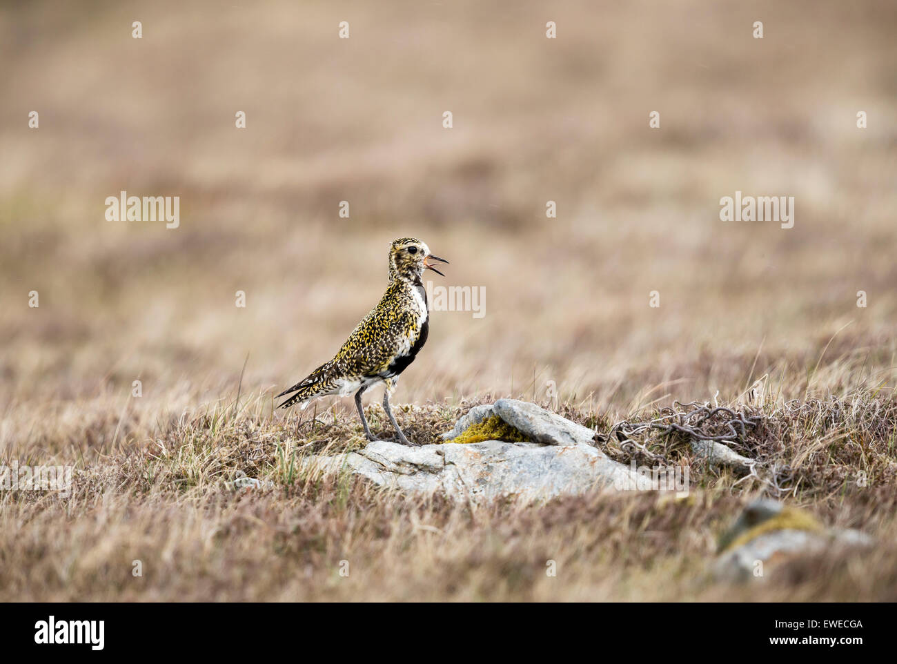 A golden plover sings from a moorland rock in Shetland Scotland UK Stock Photo