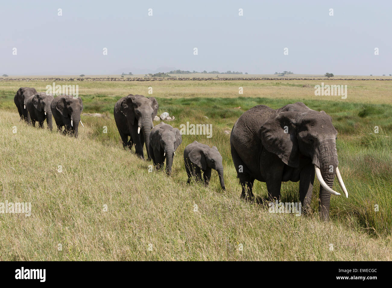 Large group of elephants hi-res stock photography and images - Alamy