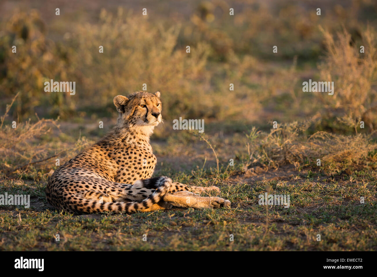 A Cheetah (Acinonyx jubatus) sits in warm sunlight in the Serengeti Tanzania Stock Photo