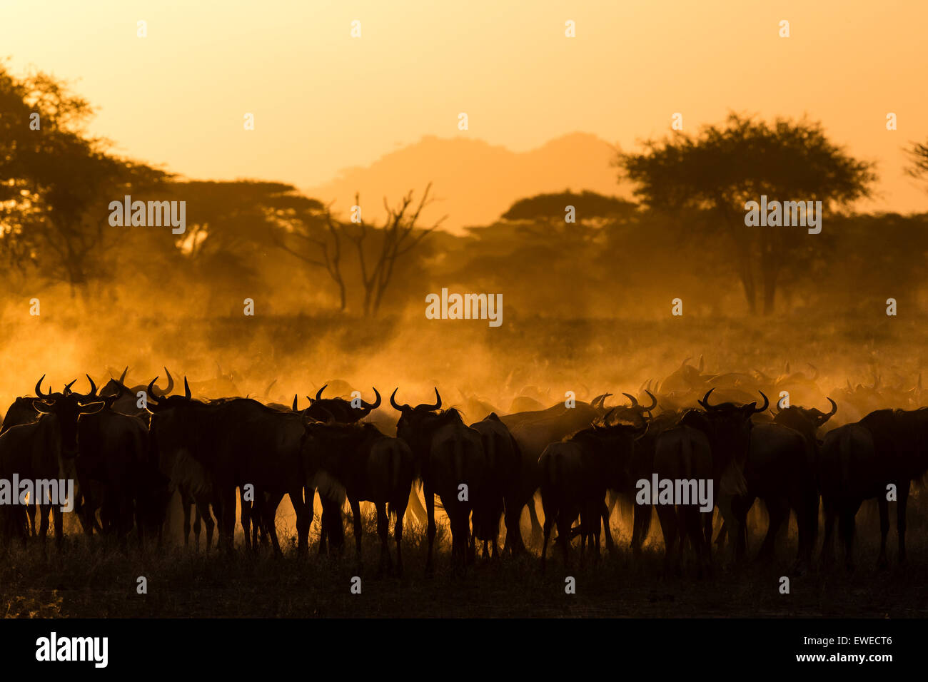 Wildebeest (Connochaetes taurinus) creating dust at dawn in the Serengeti Tanzania Stock Photo