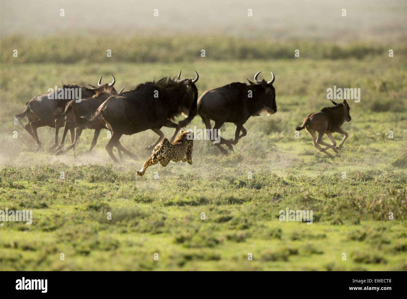 A Cheetah (Acinonyx jubatus) chases wildebeest prey in the Ndutu Plain in Tanzania Stock Photo