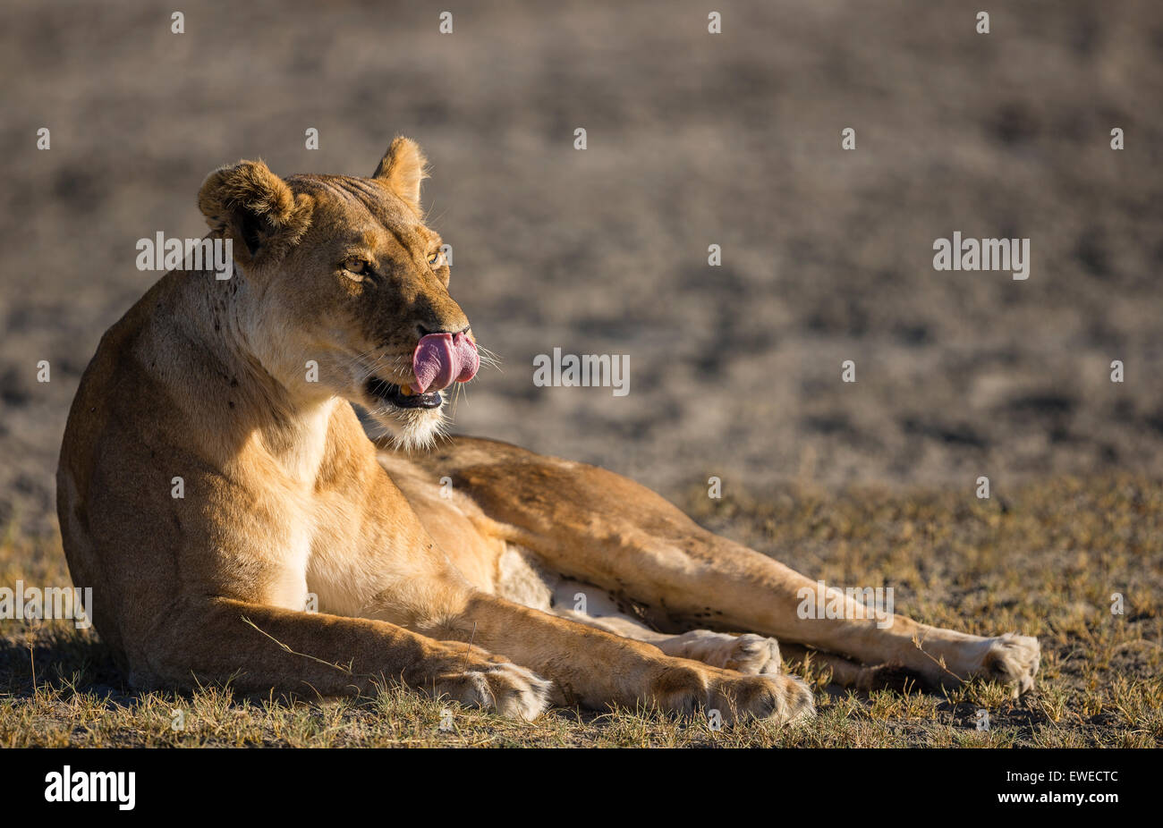 Lioness (Panthera leo) licks her lips and rests at dawn on the plains of Ndutu Tanzania Stock Photo