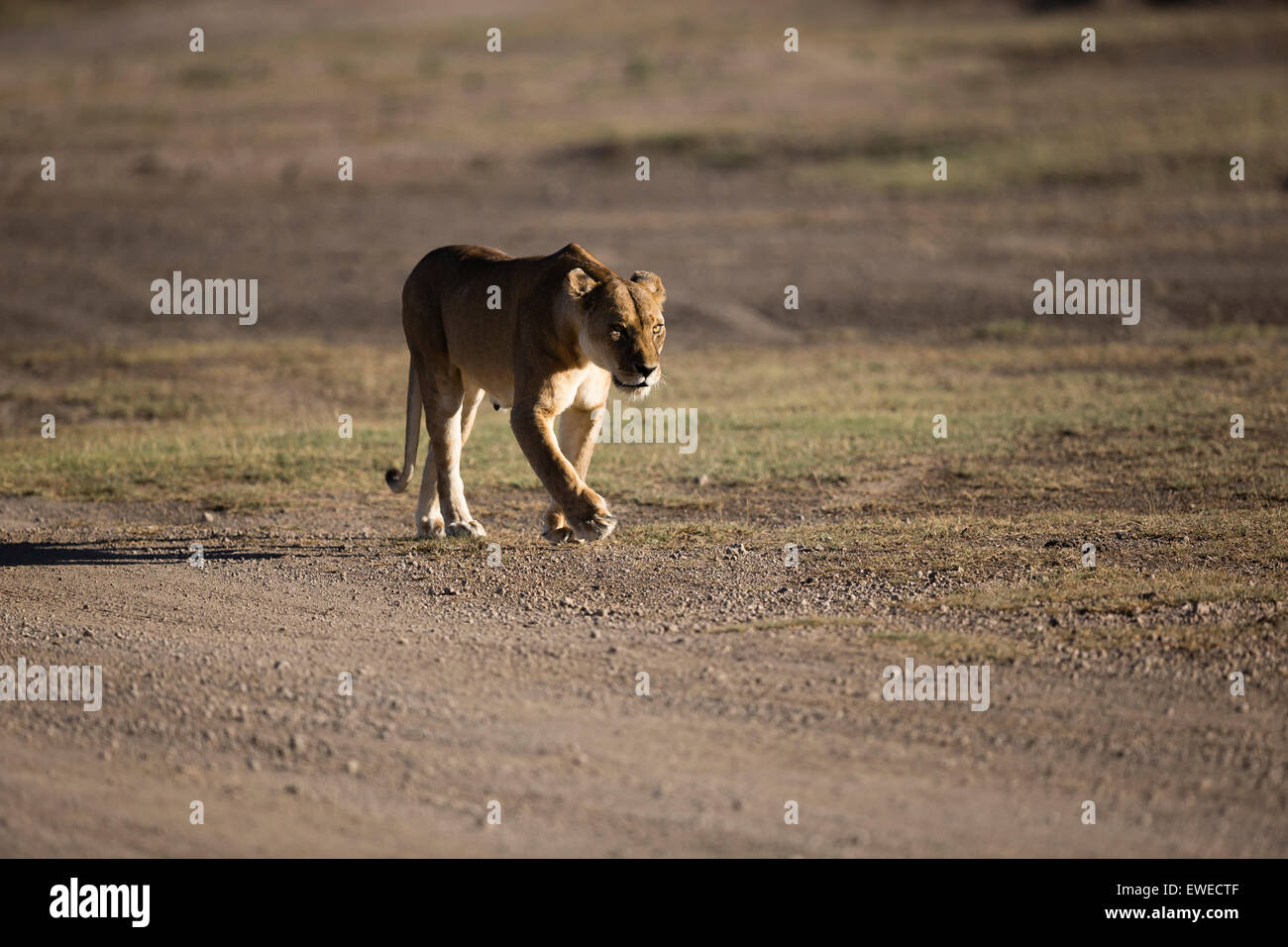 Lioness (Panthera leo) walks at dawn on the plains of Ndutu Tanzania Stock Photo
