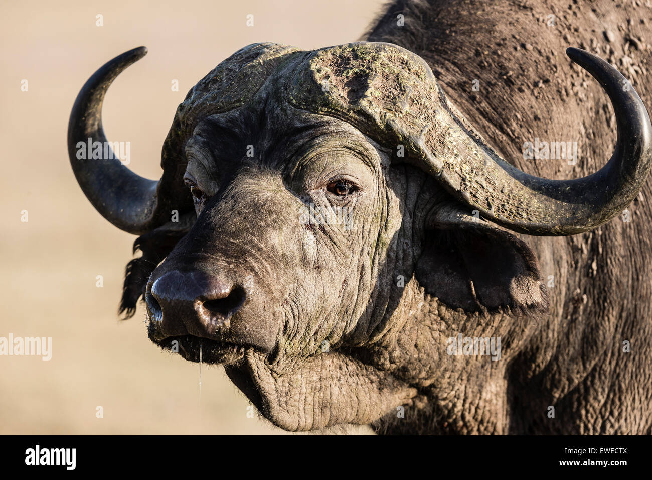 Portrait of a Cape Buffalo (Syncerus caffer) Ngorongoro Crater Tanzania Stock Photo